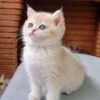 گربه بریتیش گلد