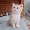 بریتیش گلد ny11 ماده